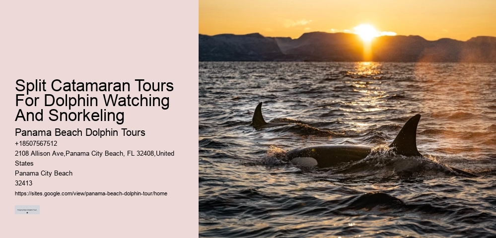 Panama City Beach dolphin exploration trips
