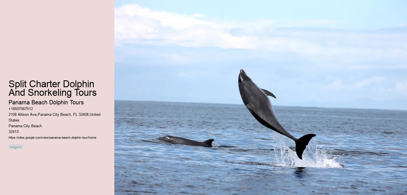 Elite Dolphin Adventure and Snorkeling