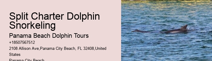 Panama City Beach dolphin safari