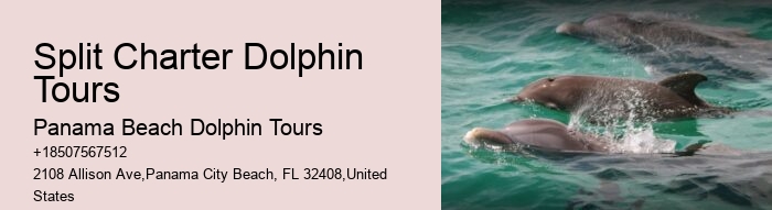 Why Do Dolphins Swim Around You