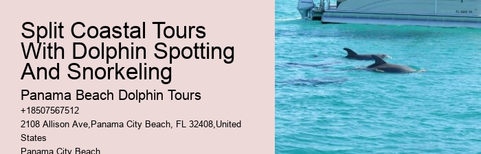 Find Out What It's Like To Swim With Dolphins