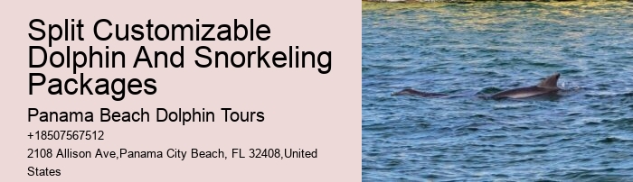 Dolphin Tours Redington Beach Fl