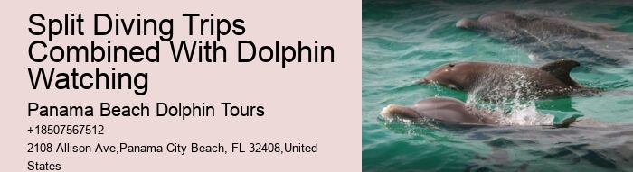 Dolphin Tours Destin