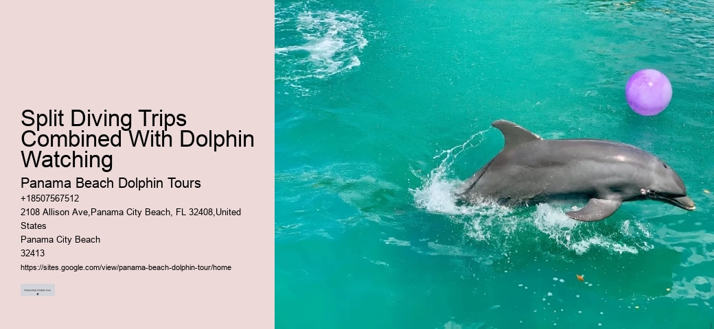 Split Immersive Dolphin Encounter And Snorkeling Tours
