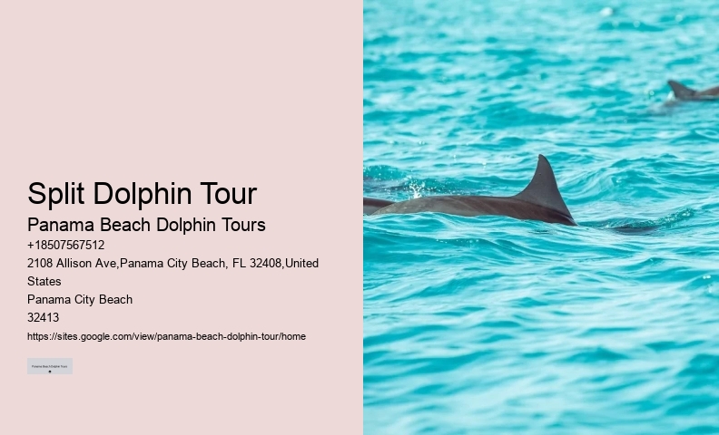 VIP Dolphin Safari with Snorkeling
