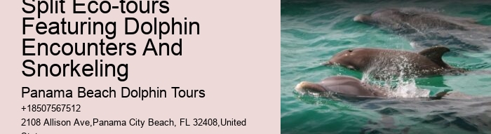 How Much Does It Cost To Swim With The Dolphins In Panama City Beach