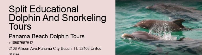 Snorkeling With Dolphins Near Me