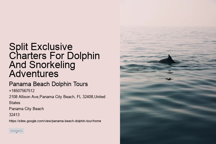 Personal Dolphin Swim with Snorkeling