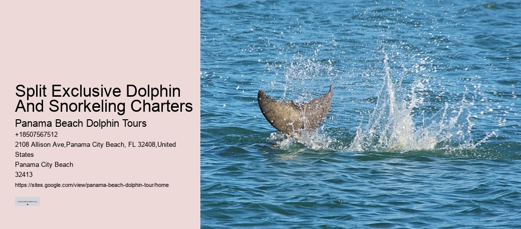 Exclusive Dolphin Exploration and Snorkeling