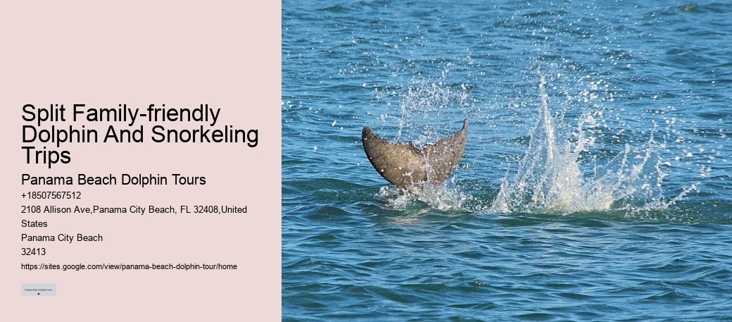Panama City Beach eco-tours with dolphins