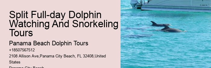 Do Dolphins Like Swimming With Humans
