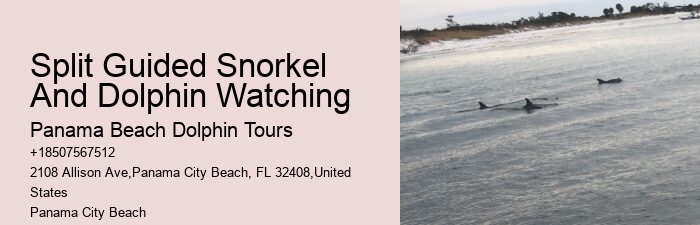 Panama City Beach dolphin exploration tours