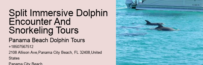 Water Planet Dolphin Swim Tours Panama City Beach Fl