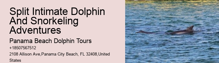 Individual Dolphin Swim and Snorkeling Tours