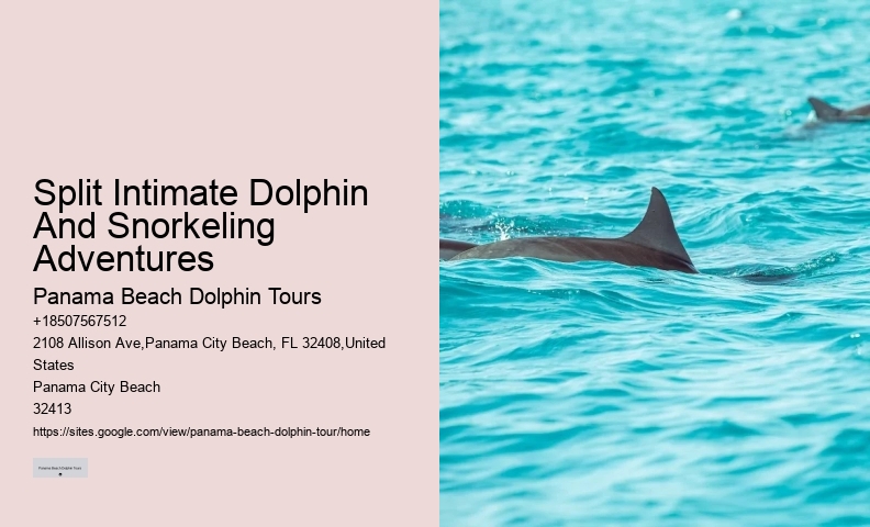 Elite Dolphin Interaction and Snorkeling Tours
