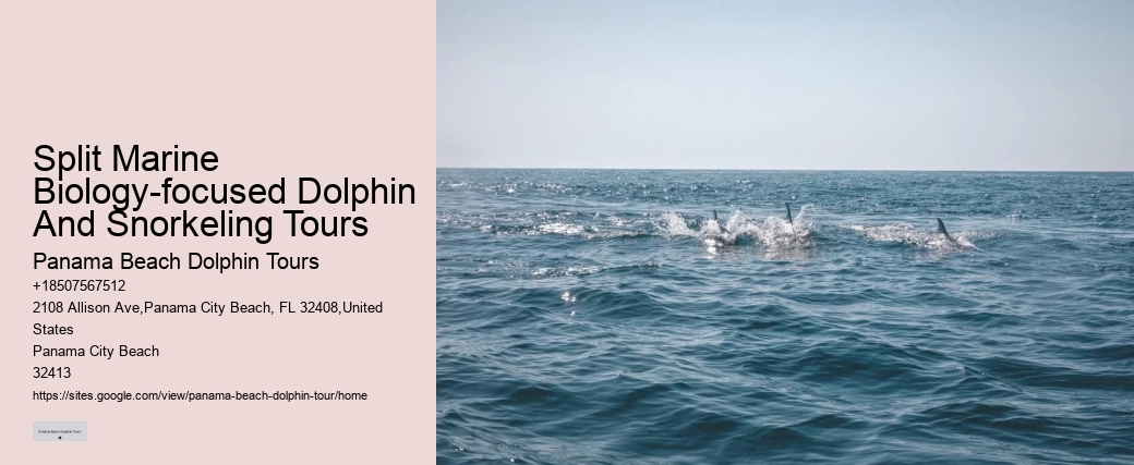 Dolphin Snorkeling Tours