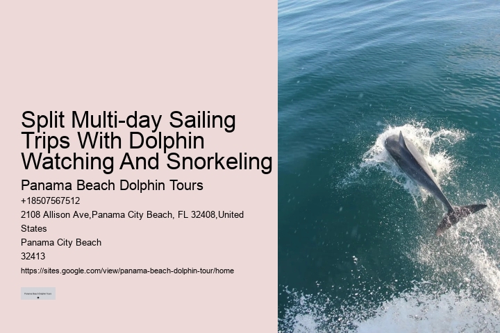 Panama City Beach Dolphin And Snorkel Tours