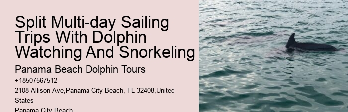 Customized Dolphin Exploration and Snorkeling Adventures