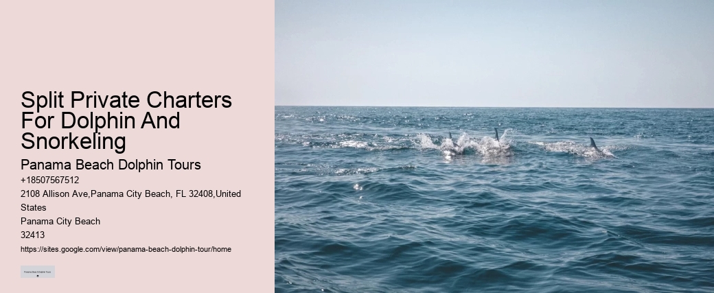 Dolphin Boat Charter