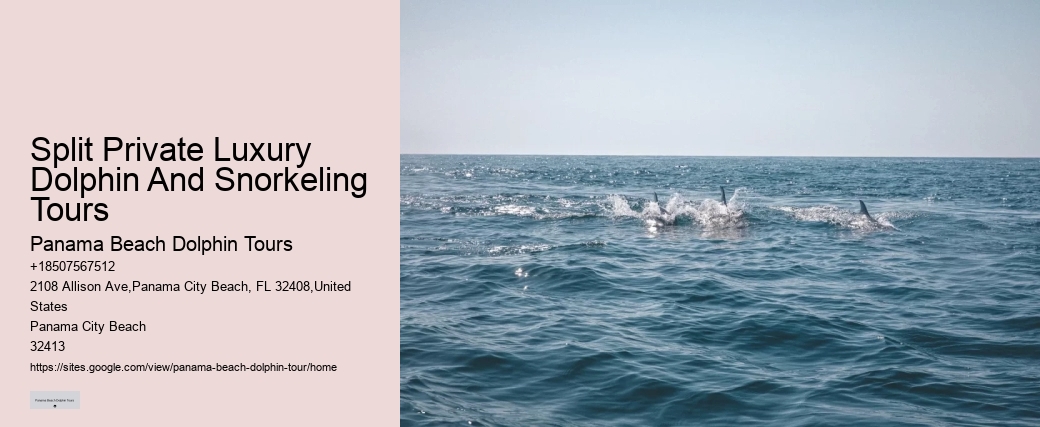 Split Personalized Snorkeling And Dolphin Charters