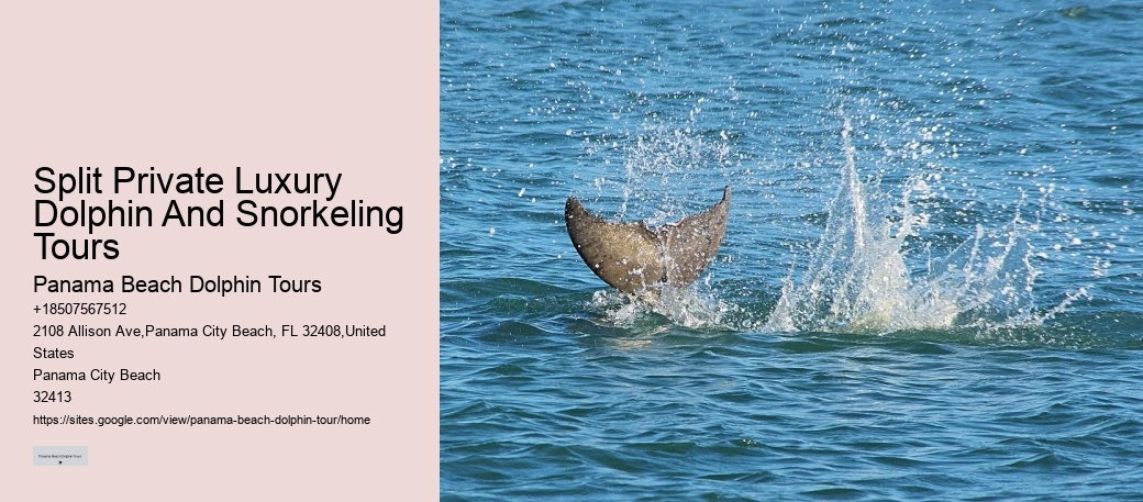 Are Panama City Beach dolphin tours educational