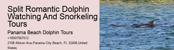 How do I get to the departure point for the dolphin tour