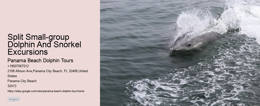 PCB Dolphin Exploration Voyages
