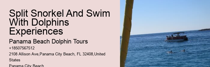 Redcliffe Dolphin Tours