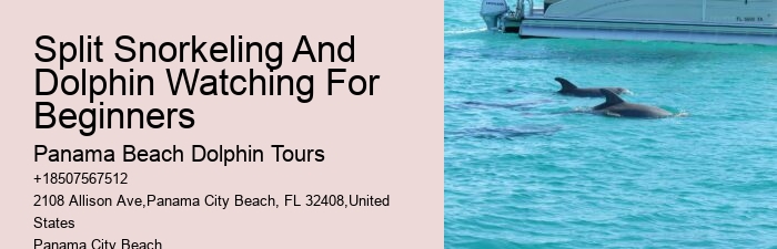 Panama City Beach Jet Ski Dolphin Tours