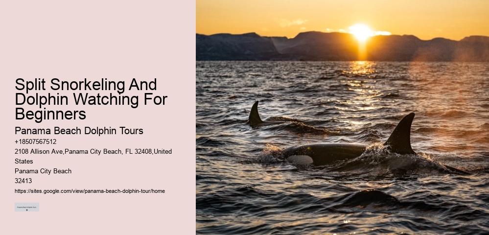 Private 2 Hour Dolphin Snorkeling And Island Excursion