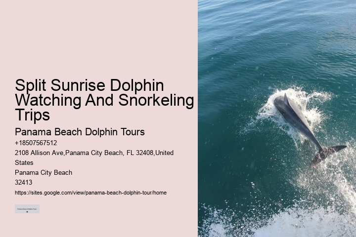 Panama City Beach dolphin watching trips