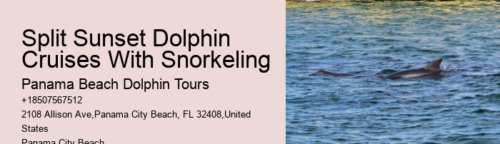 Split Group Tours For Snorkeling And Dolphin Watching