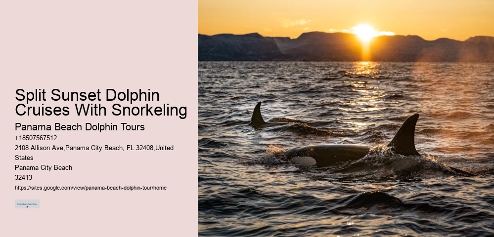 Intimate Dolphin Expedition with Snorkeling