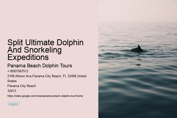 What Beach In Florida Has The Most Dolphins