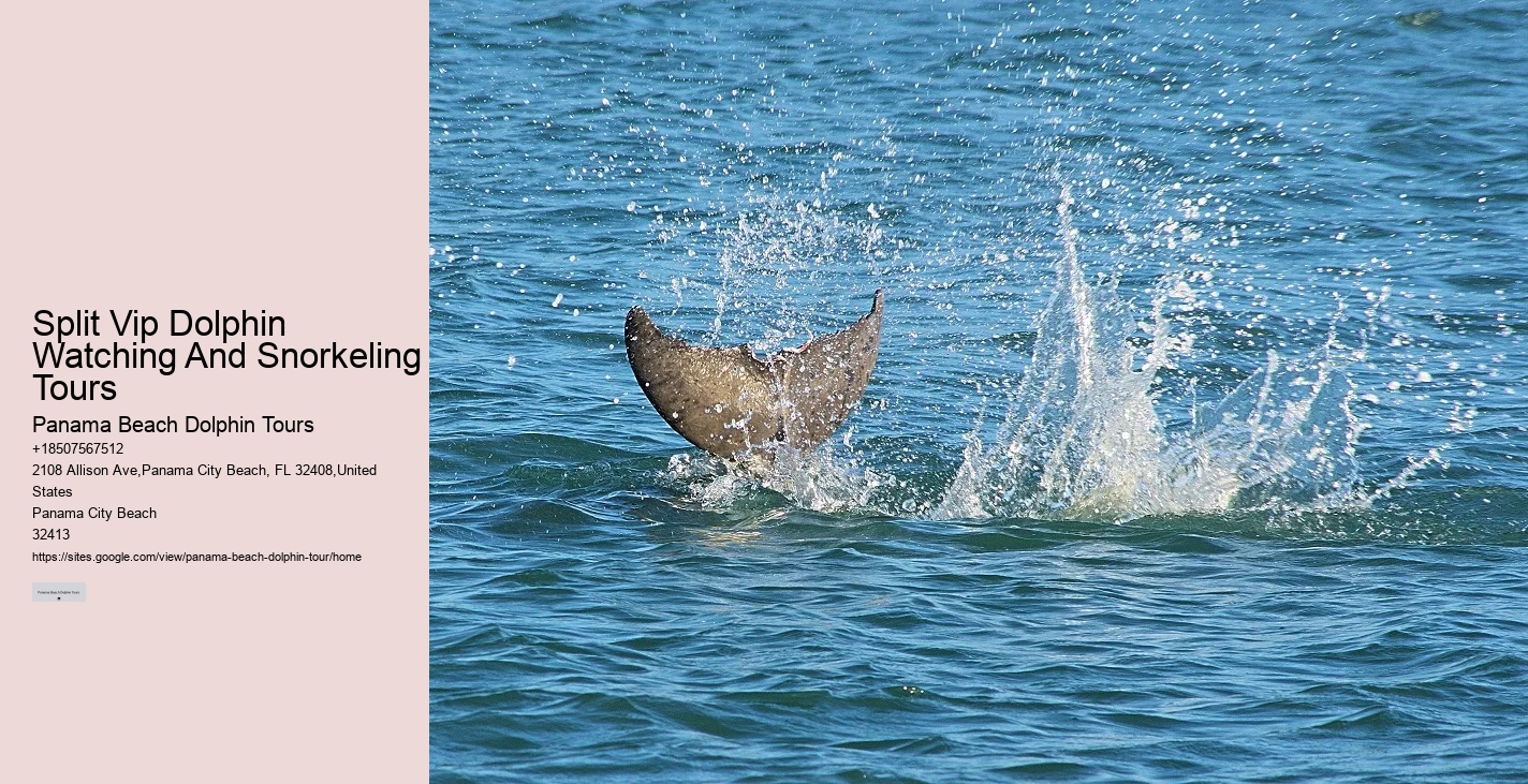 Split Private Snorkeling And Dolphin Watching Tours