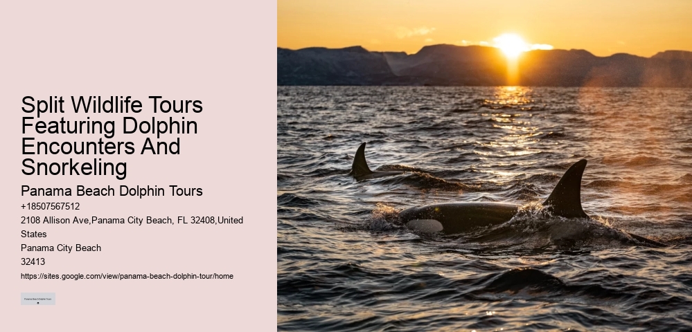 How Much Does It Cost To Swim With Dolphins In Panama City