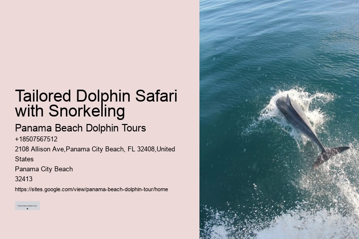 Elite Dolphin Spotting with Snorkeling