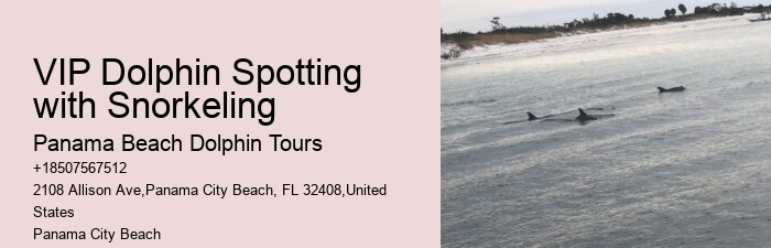What happens if the weather is bad during my scheduled dolphin tour