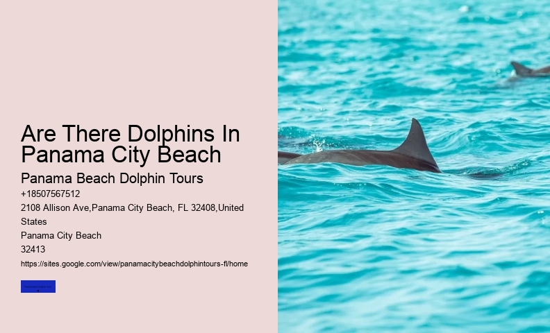 How To Swim With Dolphins