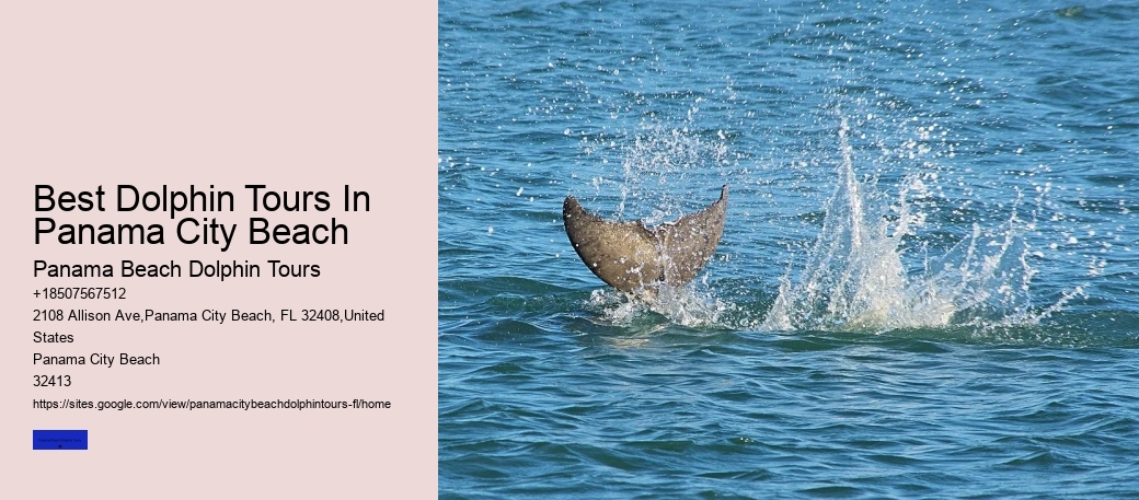 Best Dolphin Tours In Panama City Beach