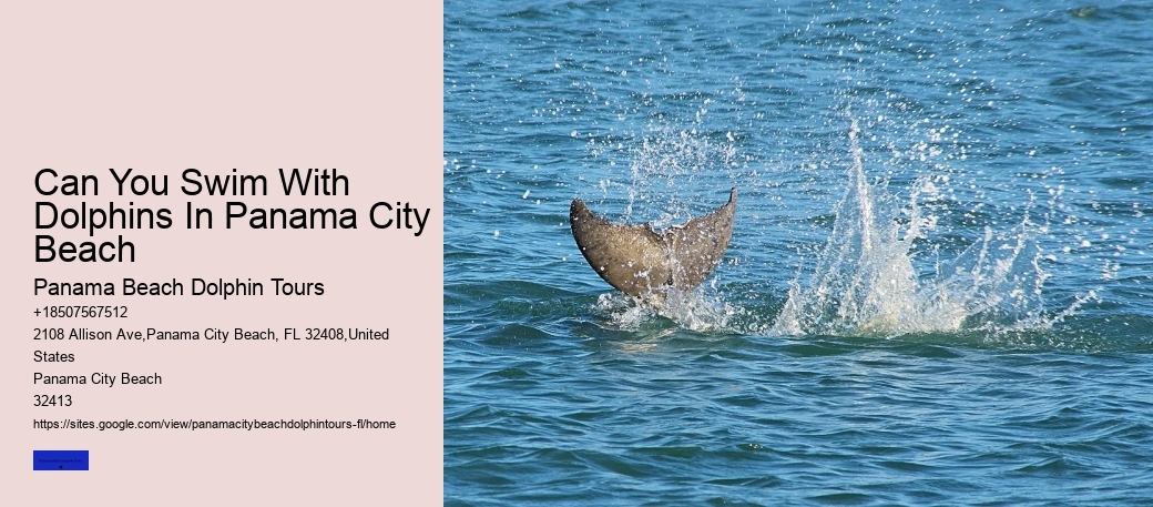 Can You Swim With Dolphins In Panama City Beach
