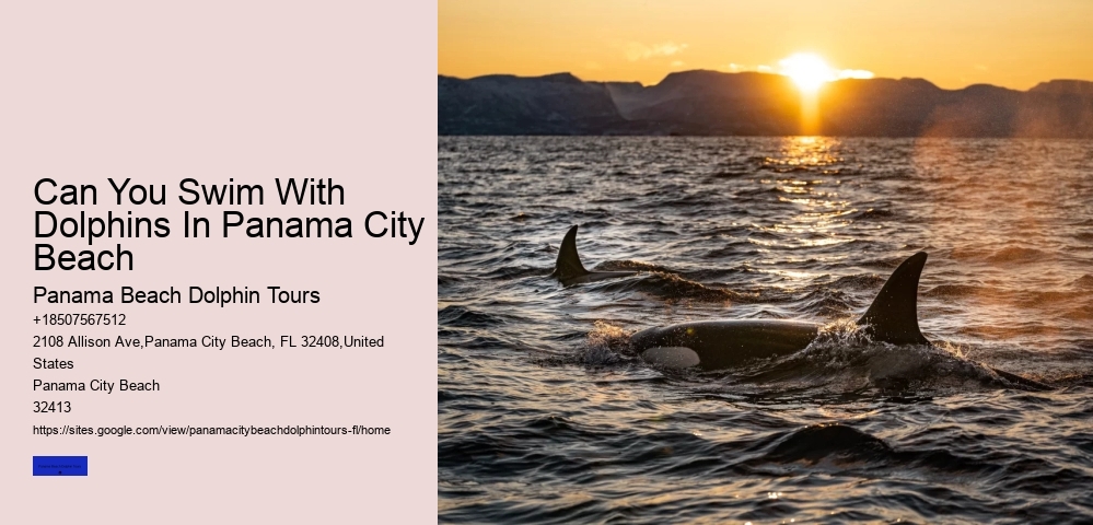 Dolphins In