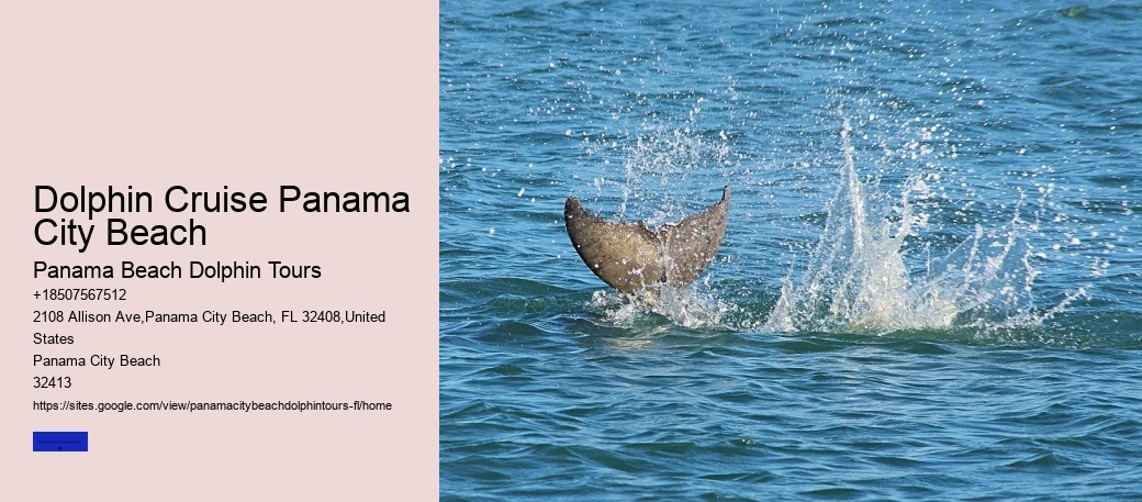 Best Place To See Dolphins In Florida