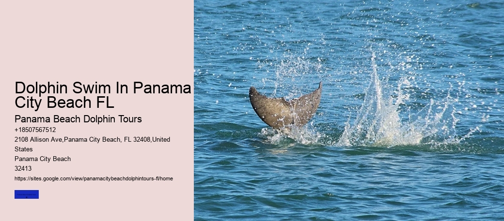 Dolphin Swim In Panama City Beach FL