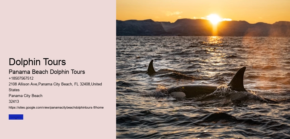 What Is The Dark Truth About Dolphins