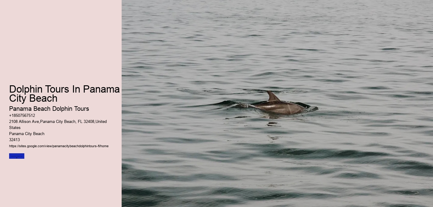 Dolphin Tours In Panama City Beach
