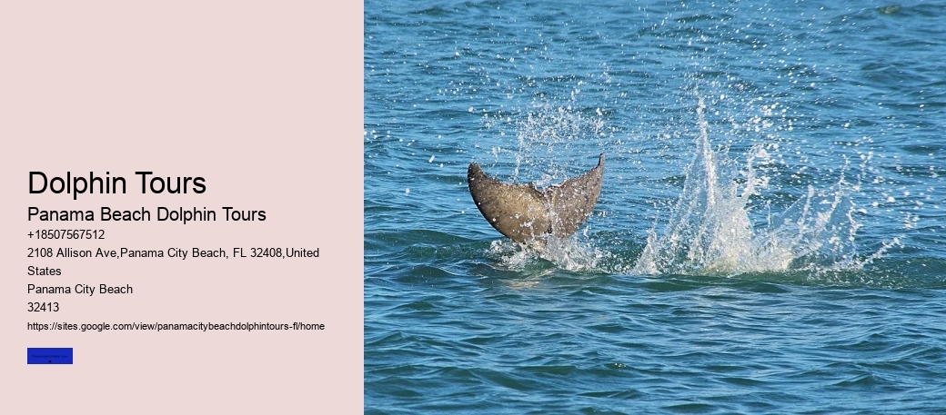Dolphin Tours