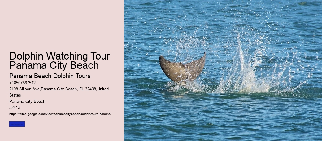 What Month Is Best For Dolphin Watching