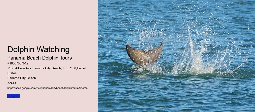 Dolphin Watching