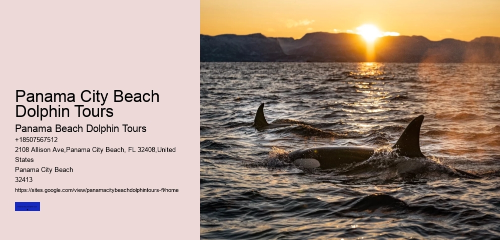 Dolphin And Snorkeling Tours In Panama City Beach
